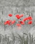 pic for fields of poppies